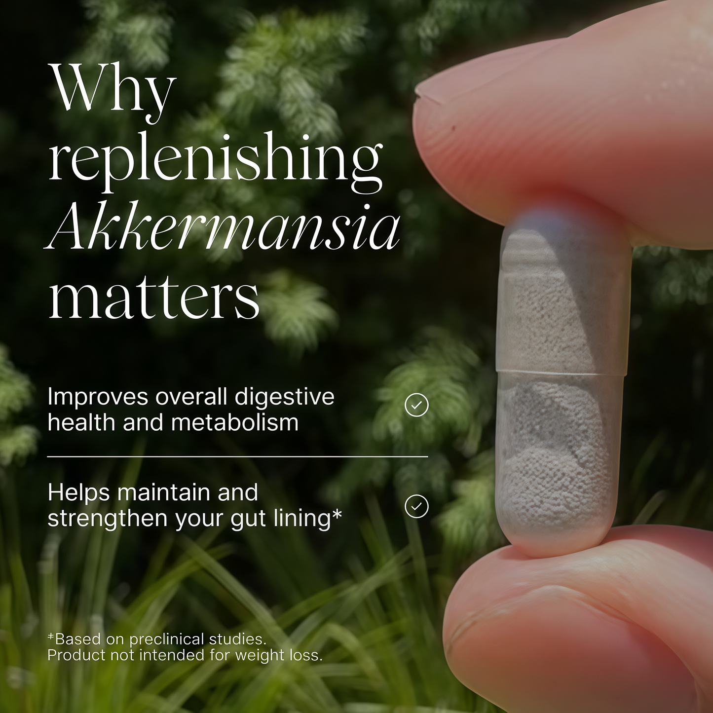 Pendulum Akkermansia Probiotic with Prebiotic Fiber - Delayed Release Capsules, Third-Party Tested, Authentic 100M AFU Live Strain for Gut Health & GLP-1 Support for Men & Women (90 Capsules, 1-Pack)