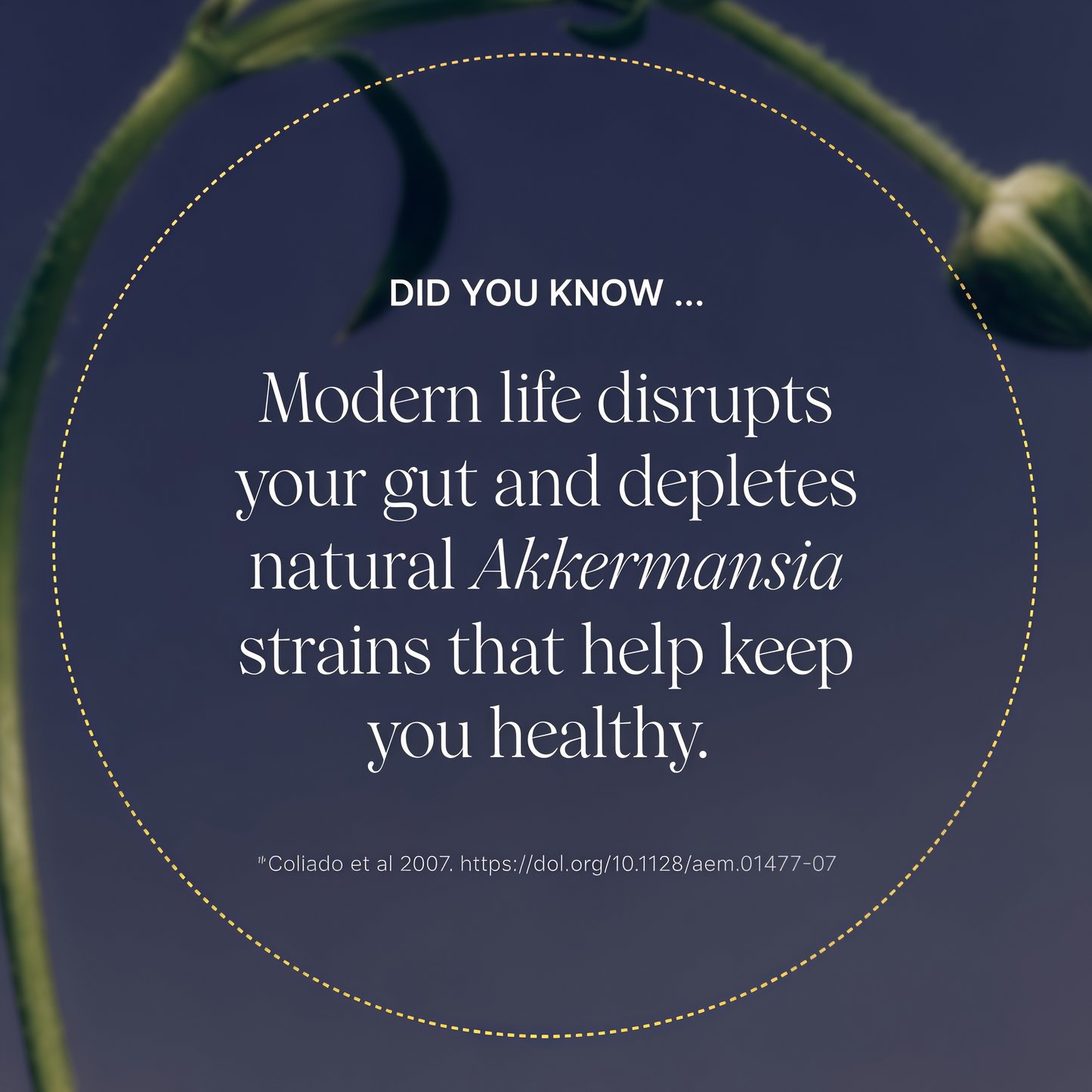 Pendulum Akkermansia Probiotic with Prebiotic Fiber - Delayed Release Capsules, Third-Party Tested, Authentic 100M AFU Live Strain for Gut Health & GLP-1 Support for Men & Women (90 Capsules, 1-Pack)